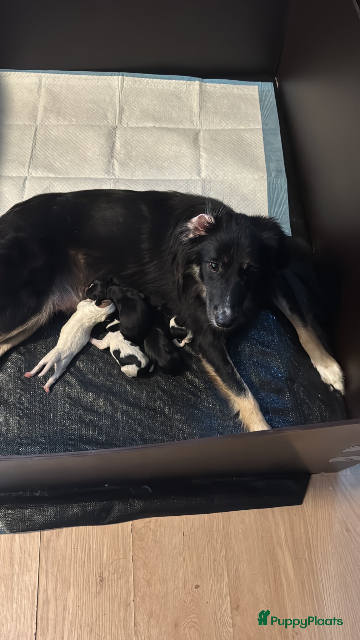Kruising honden Nog drie mooie lieve pups te koop  - Advertentie 1