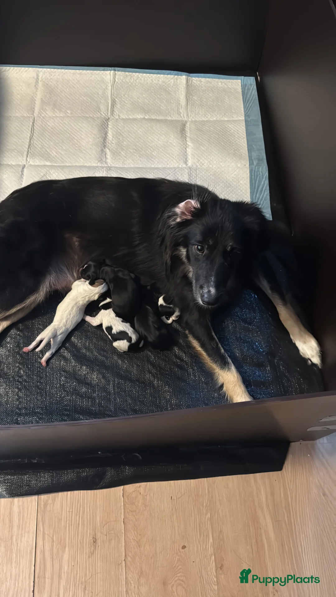 Kruising honden te koop: Nog drie mooie lieve pups te koop  in Eindhoven - Advertentie 1