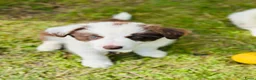 Border Collie honden te koop: Nog 2 mooie border collie dametjes - Advertentie 10
