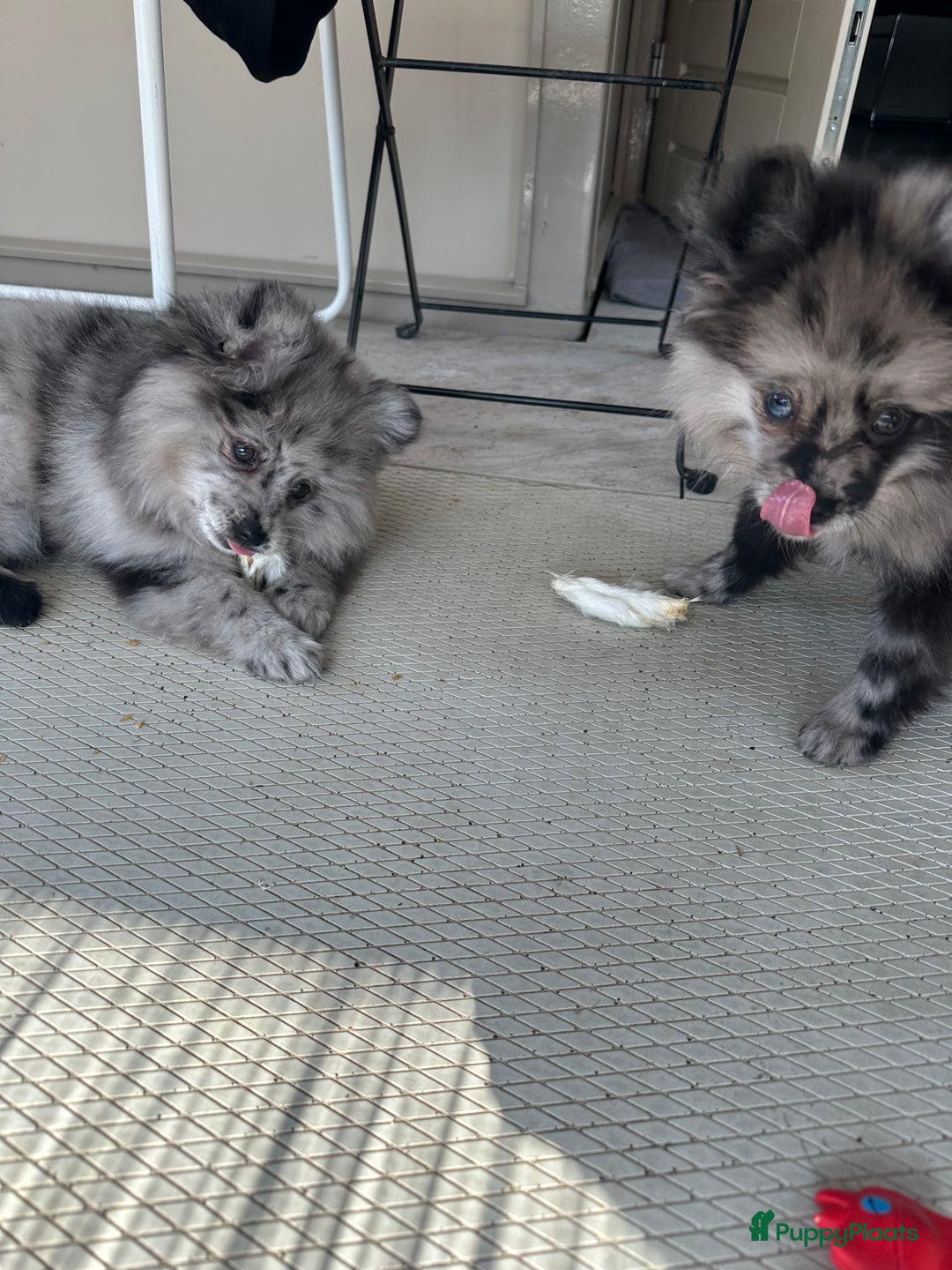 Pomeriaan honden te koop: 2 Merle pomeriaan puppy’s  - Afbeelding 4