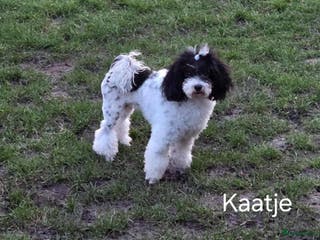 Poedel Toy honden toy poedel teefje - Advertentie 2