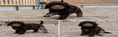 Labradoodle Puppy 4