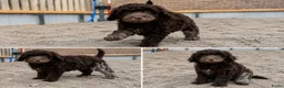Labradoodle honden te koop: 2 prachtige Labradoodle puppy’s mogen nu verhuizen - Advertentie 17