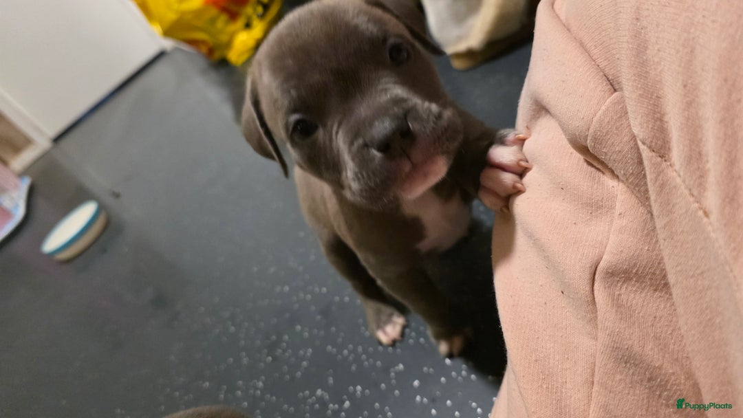 Amerikaanse Bully honden te koop: Pocket bully bleu grey  - Advertentie 9