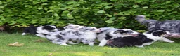 Australian Shepherd honden te koop: Knappe Miniature American Shepherd (MAS) pups - Advertentie 25