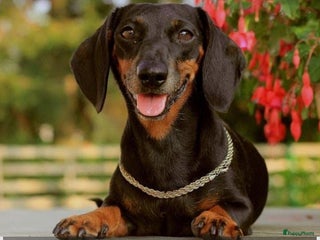 Teckel (korthaar) honden Lieve kortharig teckel pup zoekt een nieuwe thuis - Advertentie 17