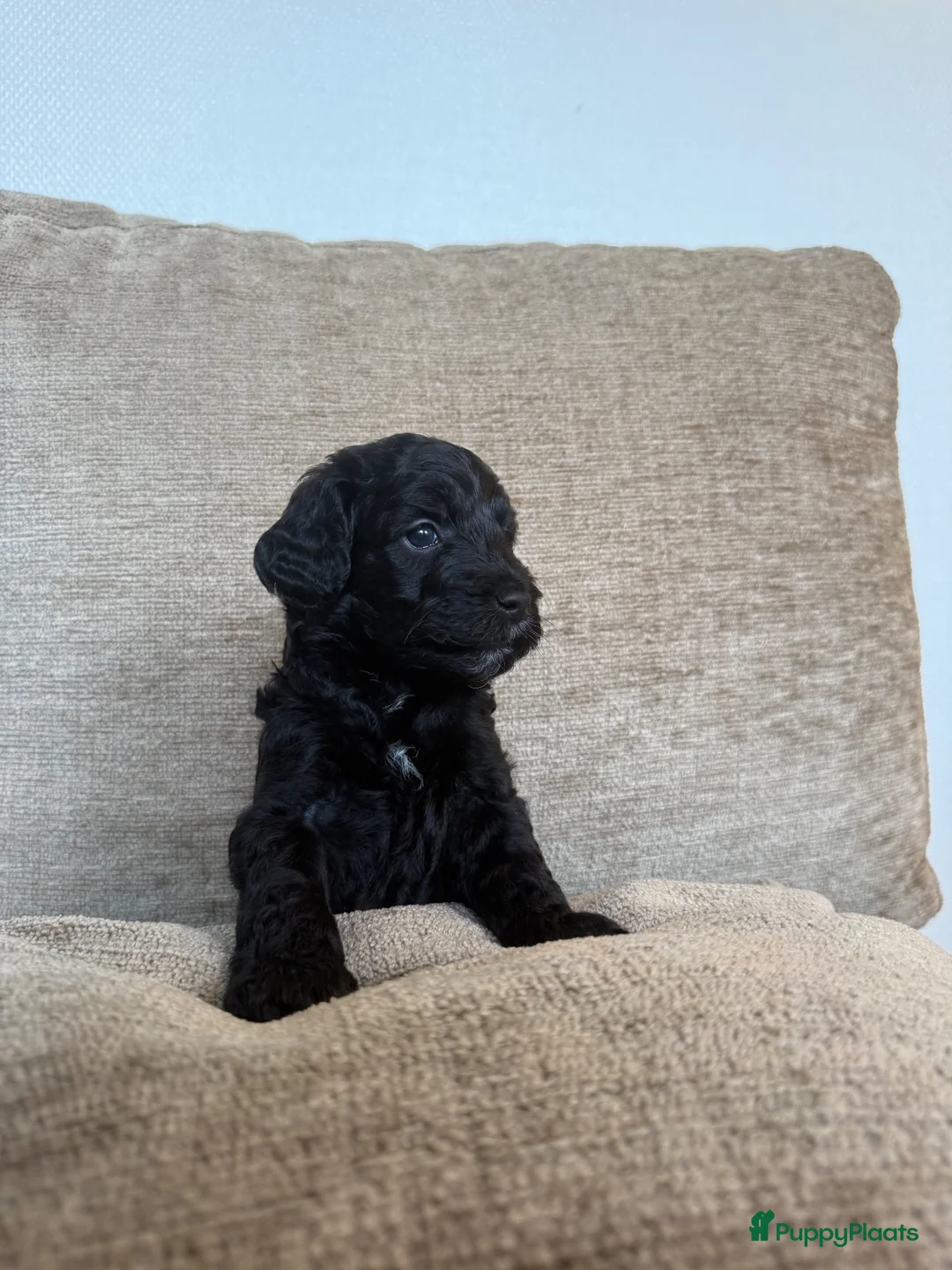 Labradoodle honden te koop: Medium Labradoodle puppy's - Advertentie 20