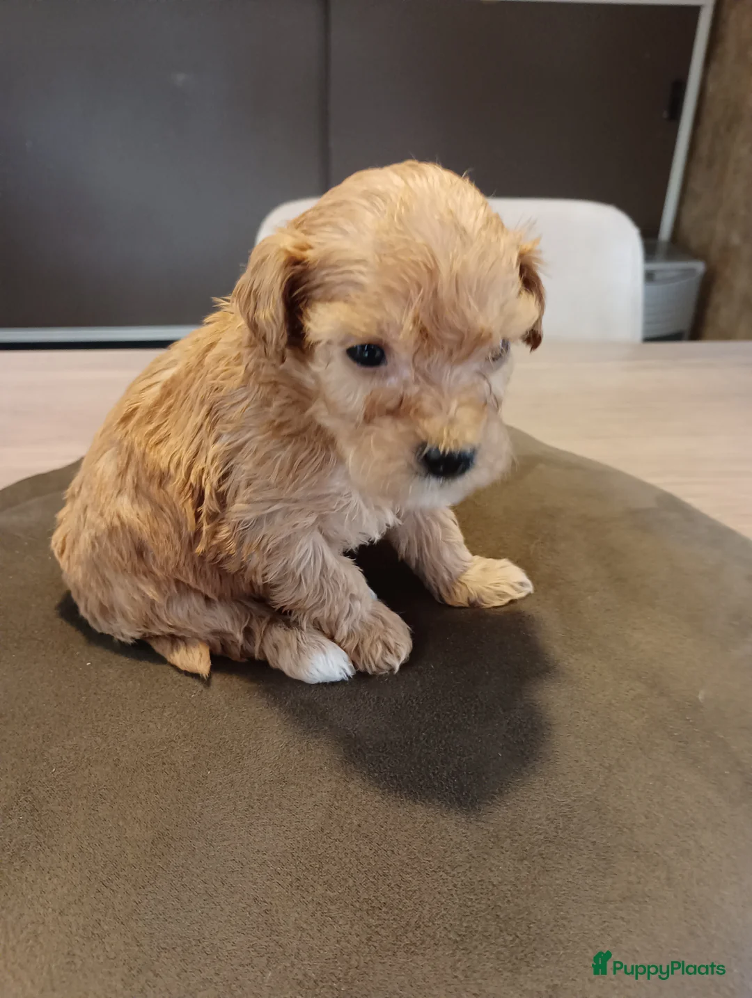 Maltipoo honden te koop: Maltipoo pups beschikbaar  - Advertentie 4