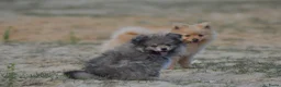 Pomeriaan honden te koop: Knappe lieve pomeriaan pups te koop - Advertentie 4