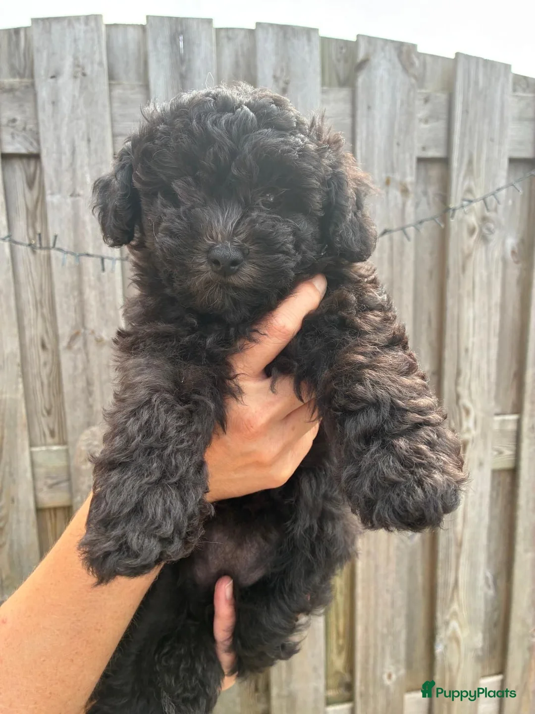 Kruising honden te koop: Prachtige dwerg/toy poedel puppys - Advertentie 35