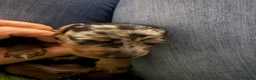 Kruising honden te koop: 💕 Mini Teckel Pupje Beschikbaar–Blue Merle Teefje - Advertentie 3