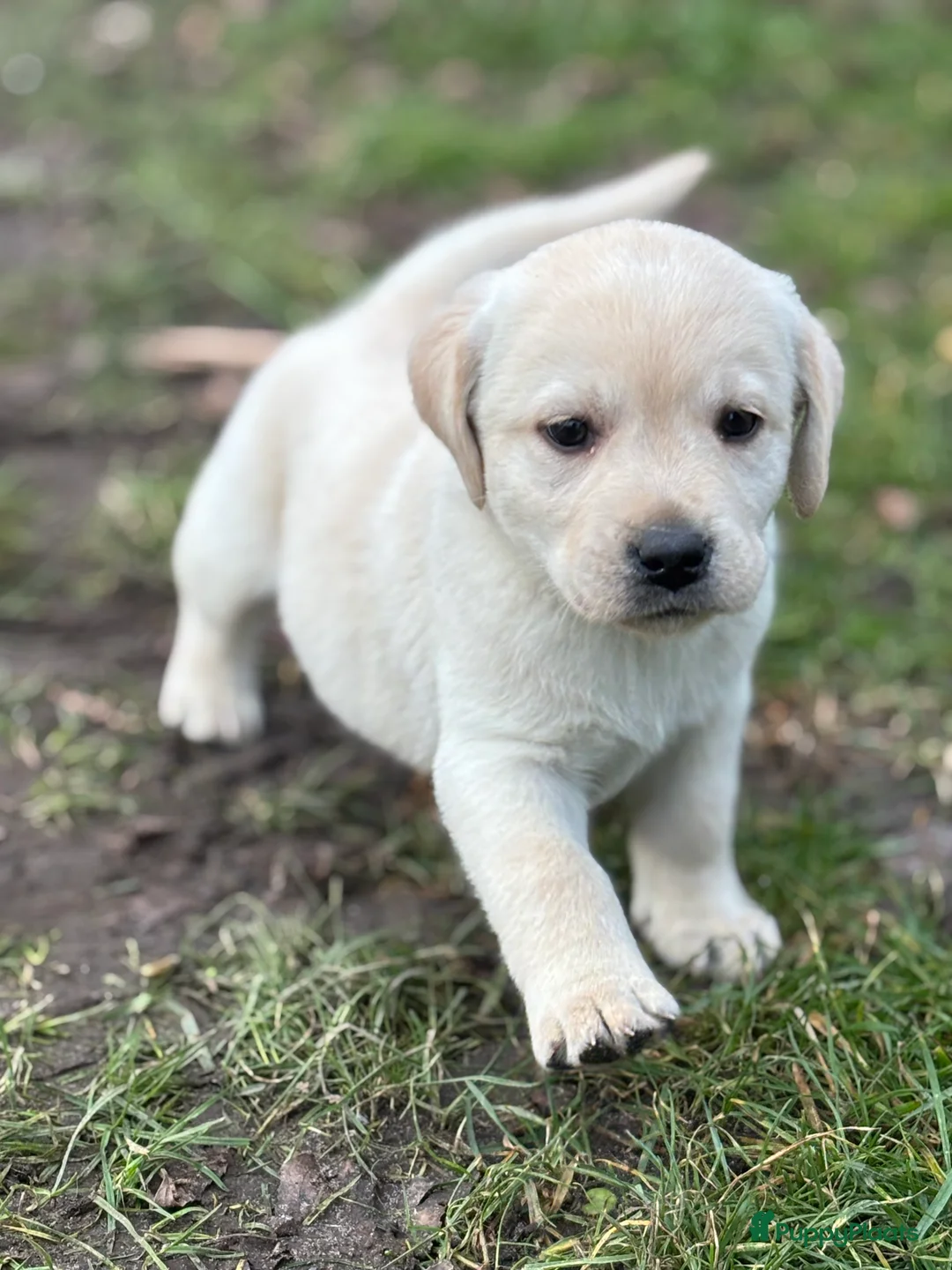 Labrador Retriever honden te koop: Prachtige gele Labrador pups, reutjes  - Advertentie 5