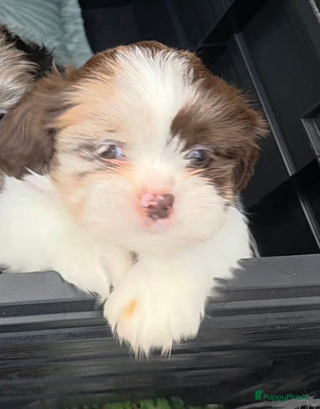 Shih Tzu honden te koop: Shih Tzu diverse kleuren , merle teefje - Advertentie 7