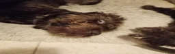 Labradoodle honden te koop: Labradoodle teefje - Advertentie 9