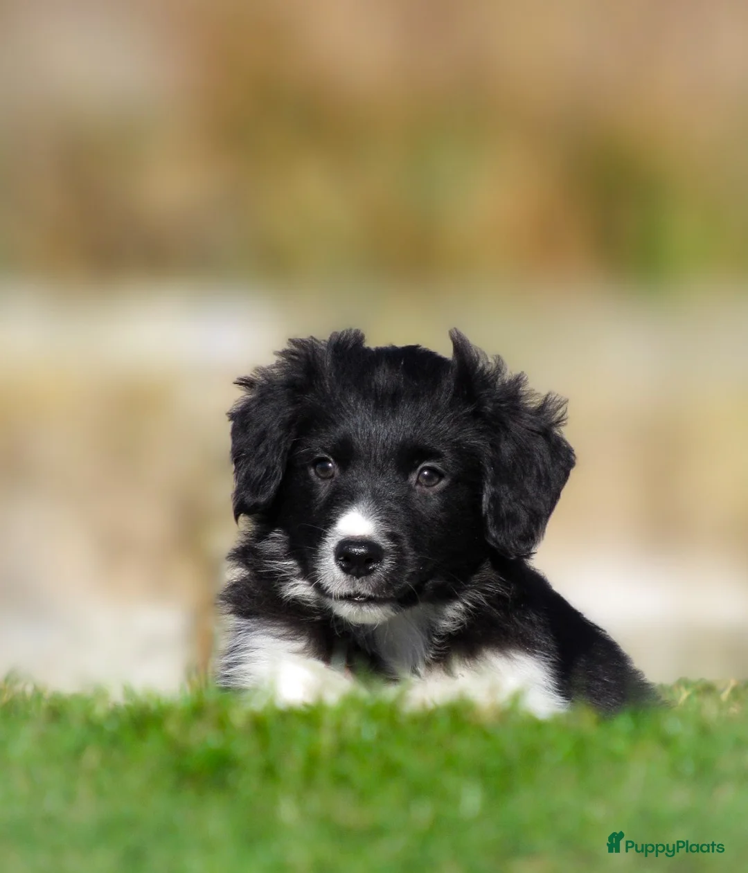 Border Collie honden te koop: Enthousiaste border collie x friese stabij pups  - Advertentie 15