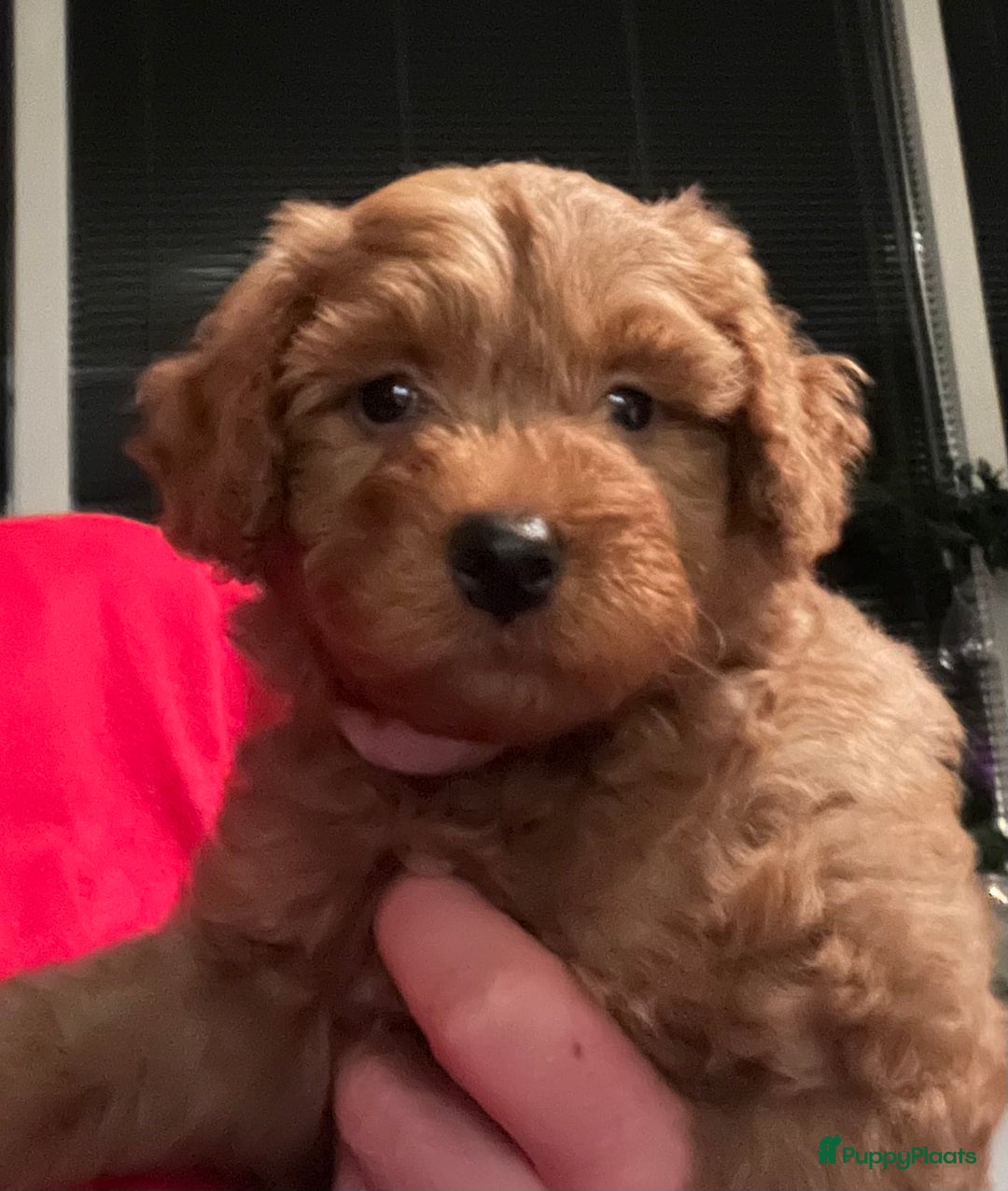 Kruising honden te koop: Huiselijke nest POEDELS, moeder & vader aanwezig  - Advertentie 12