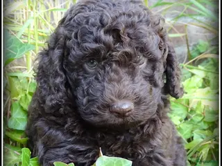 Labradoodle honden te koop: Mini Labradoodle pups. +/- 40 cm - Advertentie 4
