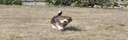 Beagle honden te koop: Prachtige Beagle pups met stamboom ! - Advertentie 17