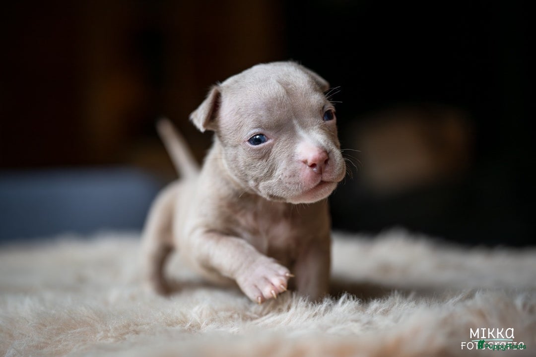 Amerikaanse Bully honden te koop: Aankondiging American Pocket Bully 🐾 - Advertentie 16