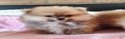 Pomeriaan honden te koop: Drie zeer schattige mini bearface pomeranian pups! - Advertentie 11