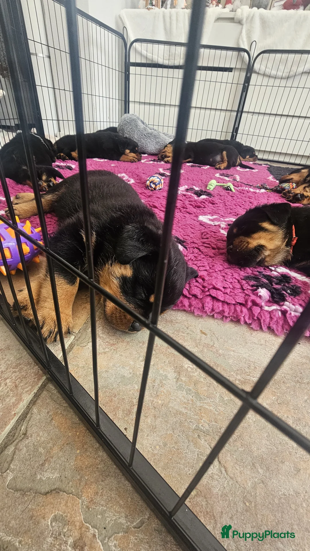 Rottweiler honden te koop: Litter F  - Advertentie 18