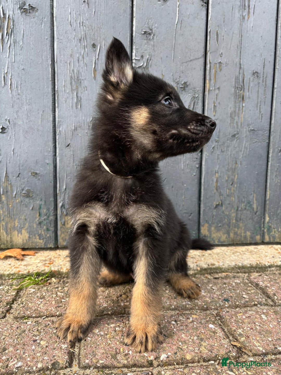 Duitse Herder honden te koop: Duitse herder pups -10 WK- nog 1 pup beschikbaar! - Advertentie 14
