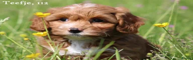 Maltipoo Puppy 6