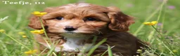 Maltipoo honden te koop: Knappe Maltipoo pups - Advertentie 20