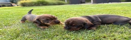 Ruwhaar Teckel honden te koop: Teckel standaard ruwhaar FCI-stamboom - Advertentie 3