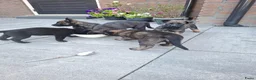 Hollandse Herder honden te koop: Hollandse herder pups - Advertentie 6