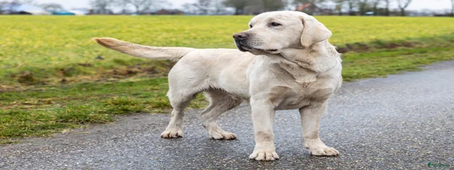 Buddy