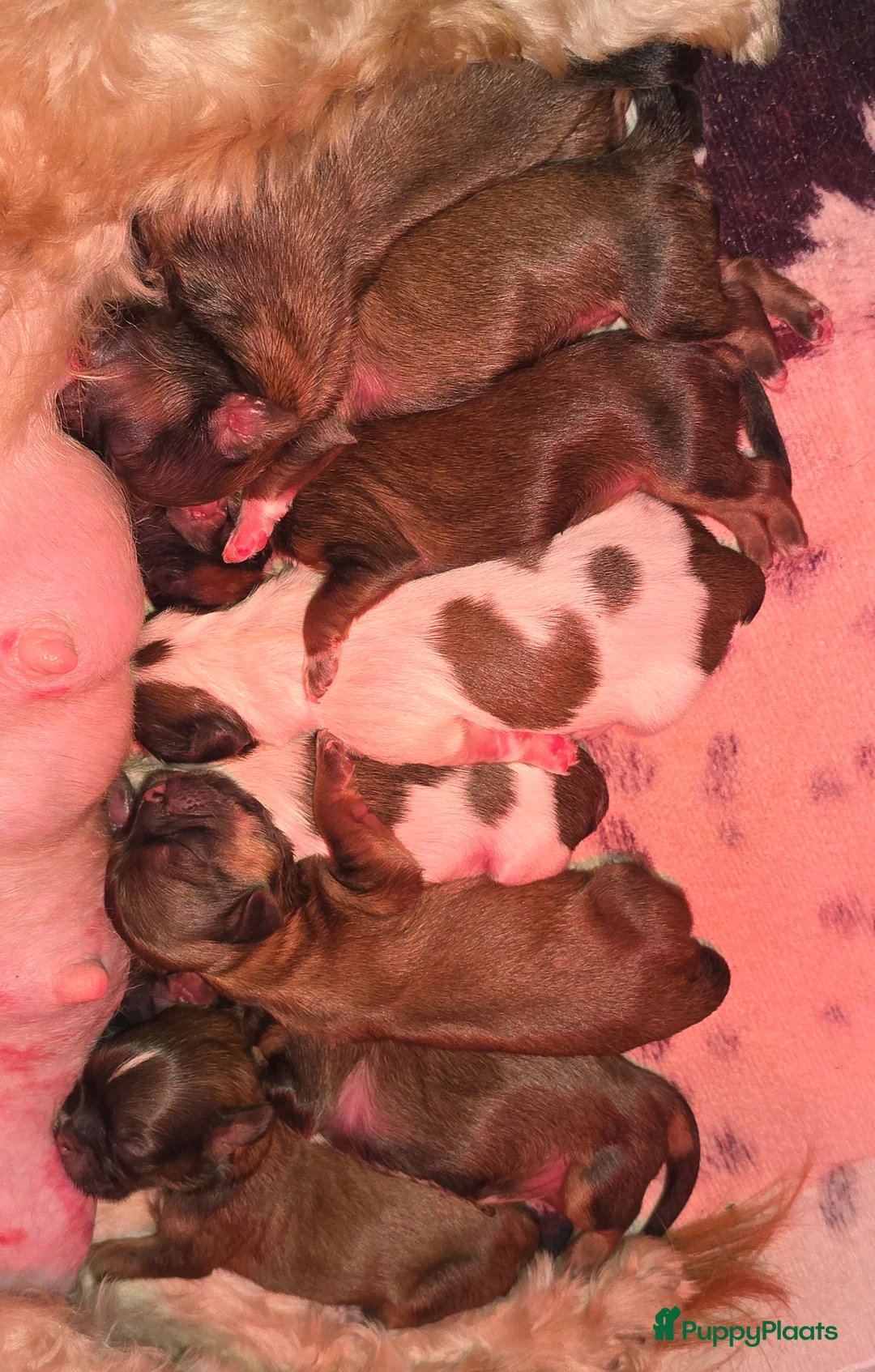 Kruising honden te koop: Boomer pups 14-1 geboren (Shih-Tzu x Boomer) - Advertentie 17