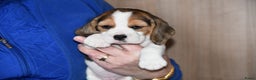 Beagle honden te koop: Prachtige Beagle pups - Advertentie 9