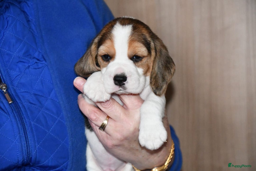 Beagle honden te koop: Prachtige Beagle pups - Advertentie 9
