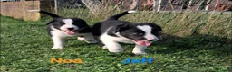 Border Collie honden te koop: Border collie puppy's in Oude Pekela - Advertentie 24