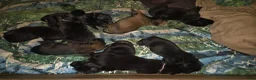 Mechelse Herder honden te koop: Nest met 9 pups (1 verkocht) in Veendam - Advertentie 4