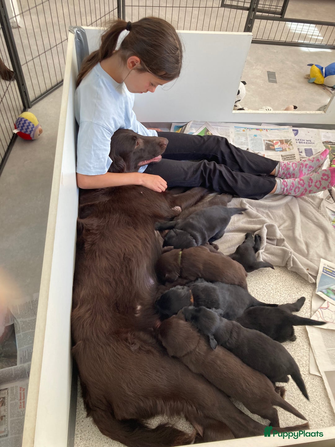 Flatcoated Retriever honden te koop: Flat-beauty  in Culemborg - Afbeelding 4