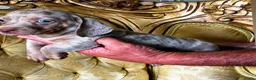 Teckel (korthaar)  honden te koop: Dwerg Isabella harlequin teckel schatjes. - Advertentie 1
