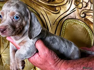 Teckel (korthaar) honden Dwerg Isabella harlequin teckel schatjes. - Advertentie 4