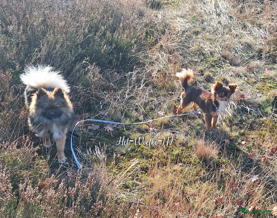 Pomeriaan honden ter dekking: Dwergkees / pomeriaan dekreu (niet tekoop) - Advertentie 7
