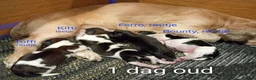 Shih Tzu honden te koop: Shih Tzu pups - Advertentie 5