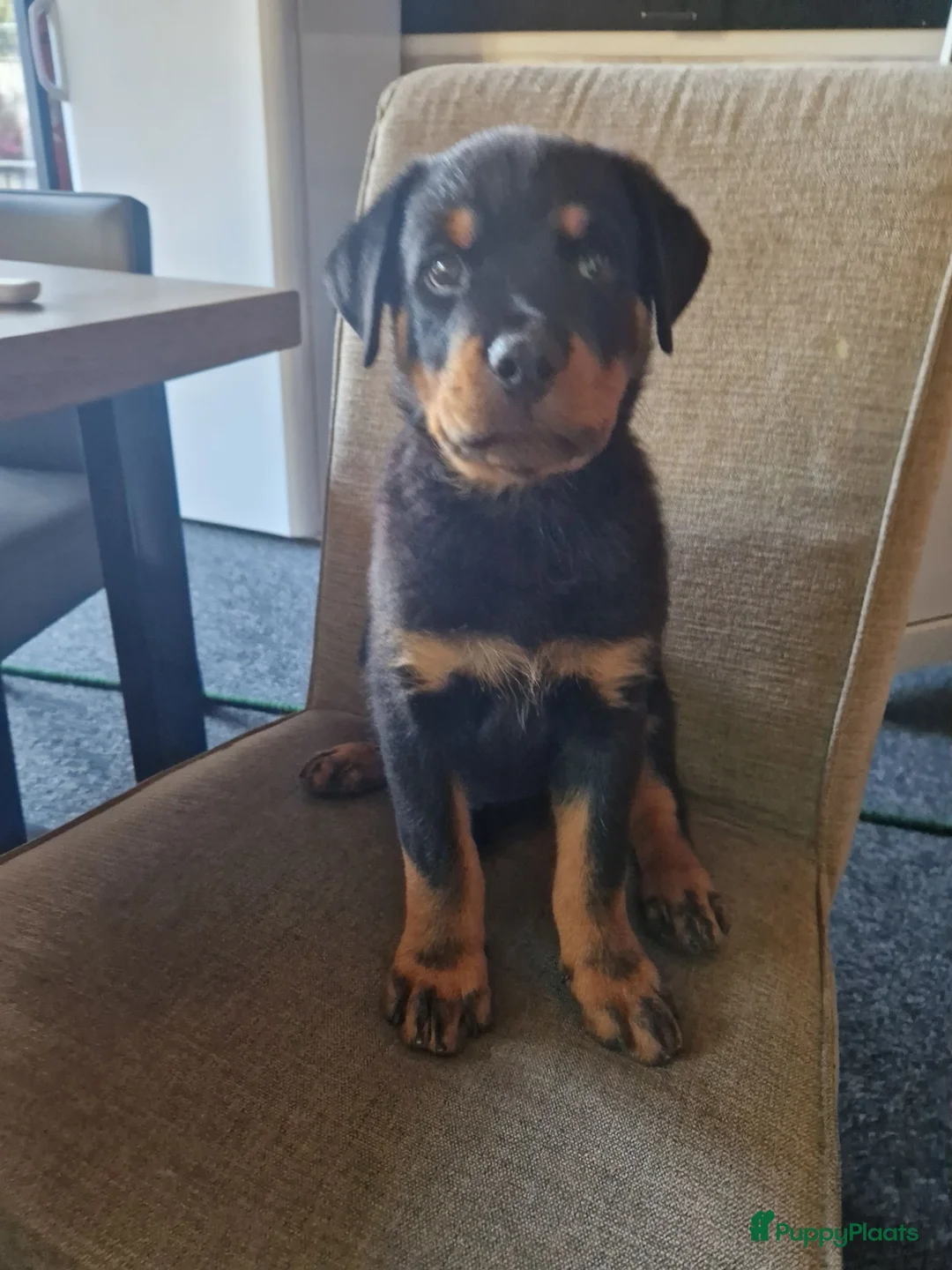 Rottweiler honden te koop: Super mooie rottweilerpups - Advertentie 2