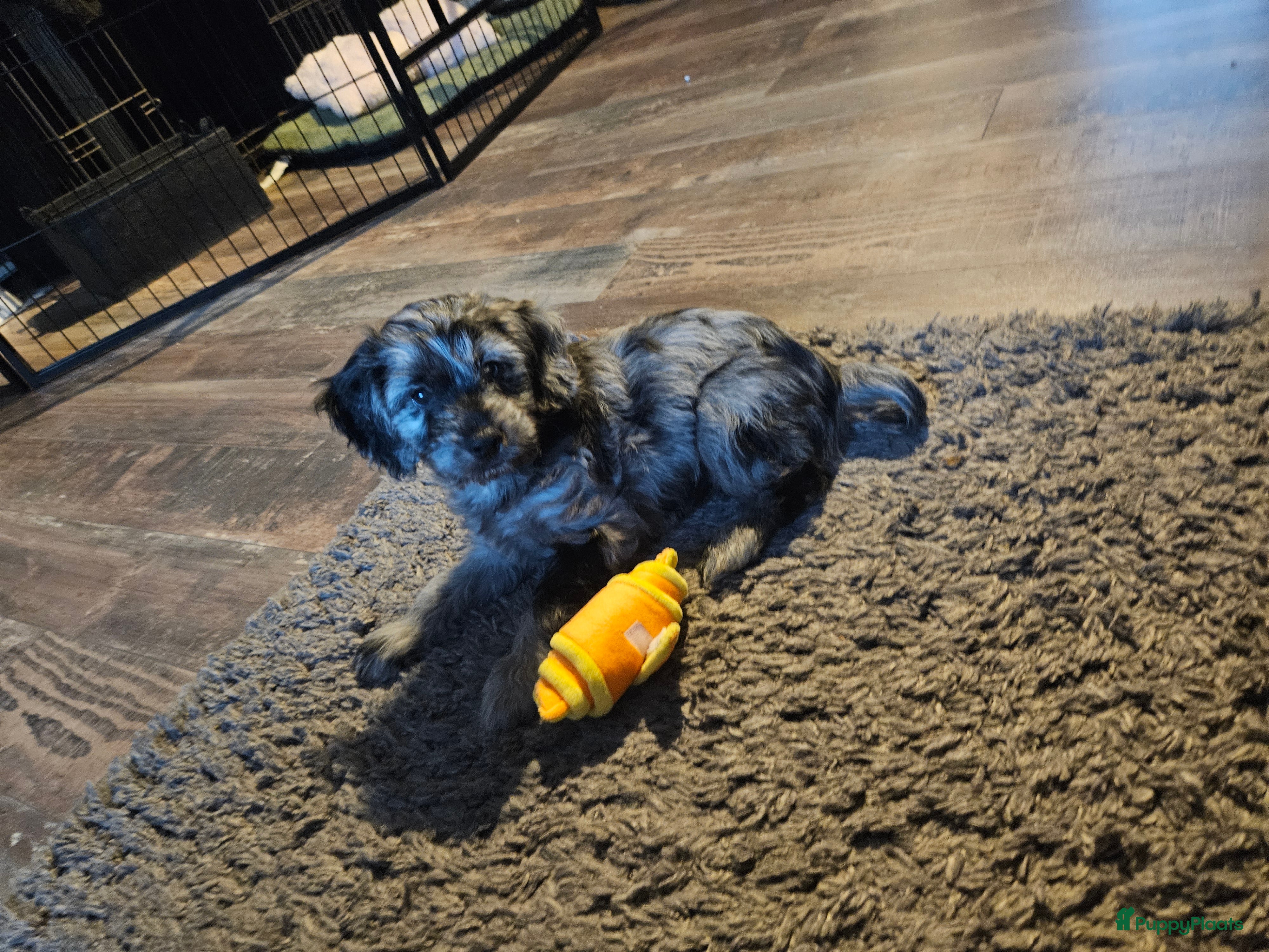 Cockapoo honden Puppy zoek een nieuw huis - Advertentie 2
