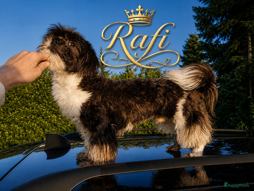 Shih Tzu honden te koop: Mooie lieve shih tzu puppys - Advertentie 1