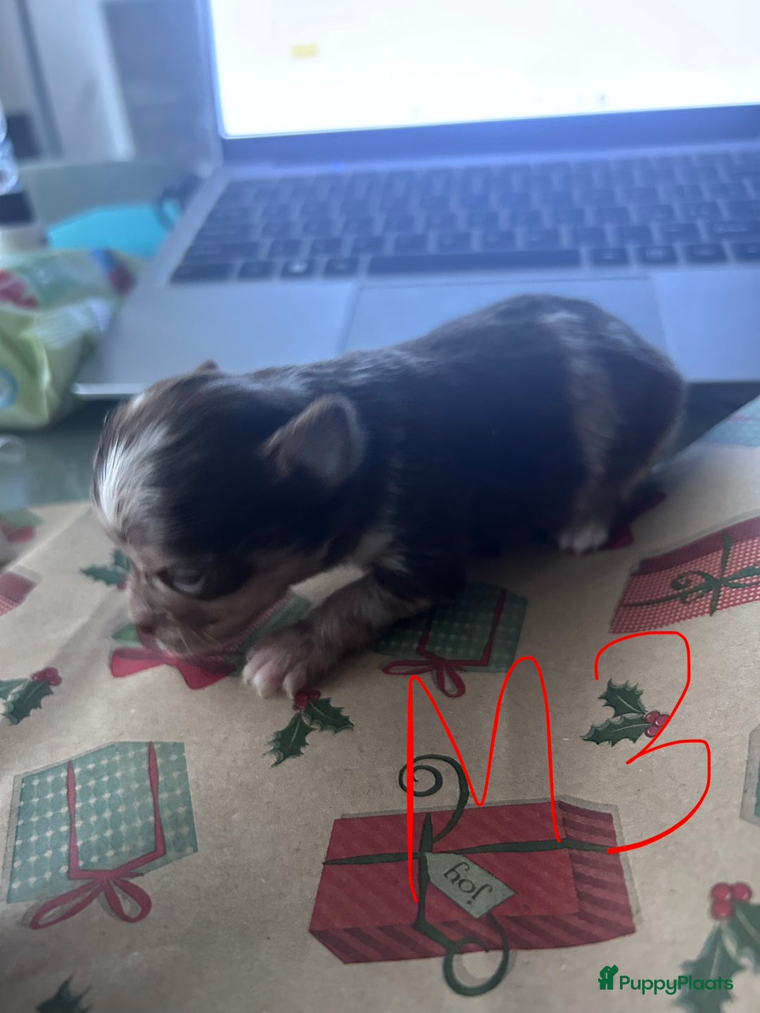 Chihuahua honden te koop: 6 lieve Chihuahua puppy’s - Advertentie 19