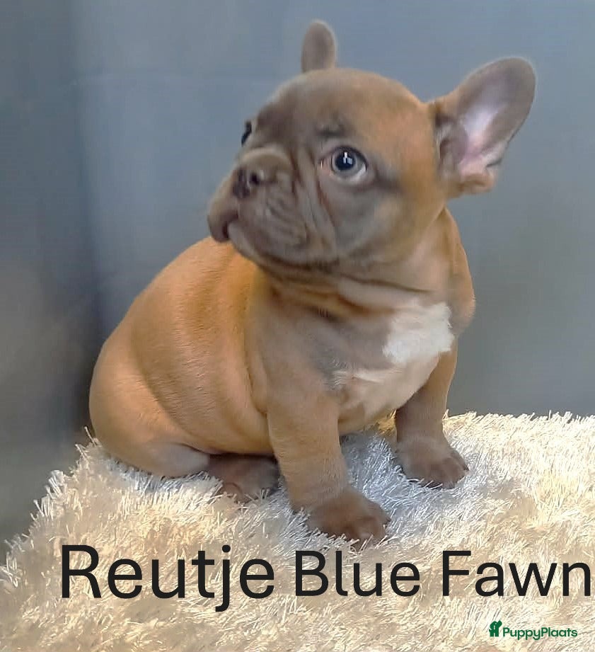 Franse Bulldog honden Franse Bulldog Pups mooie kleurtjes - Advertentie 1