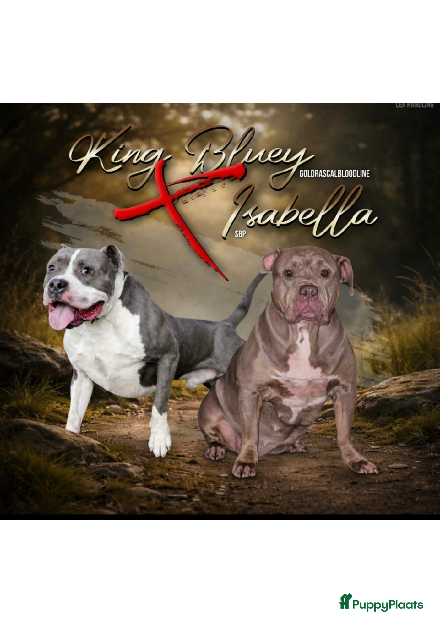 Amerikaanse Bully honden American bully xl pups - Advertentie 3