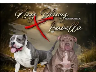 Amerikaanse Bully honden American bully xl pups - Advertentie 3