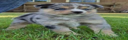 Kruising honden te koop: Mini australian shepherd pup - Advertentie 14