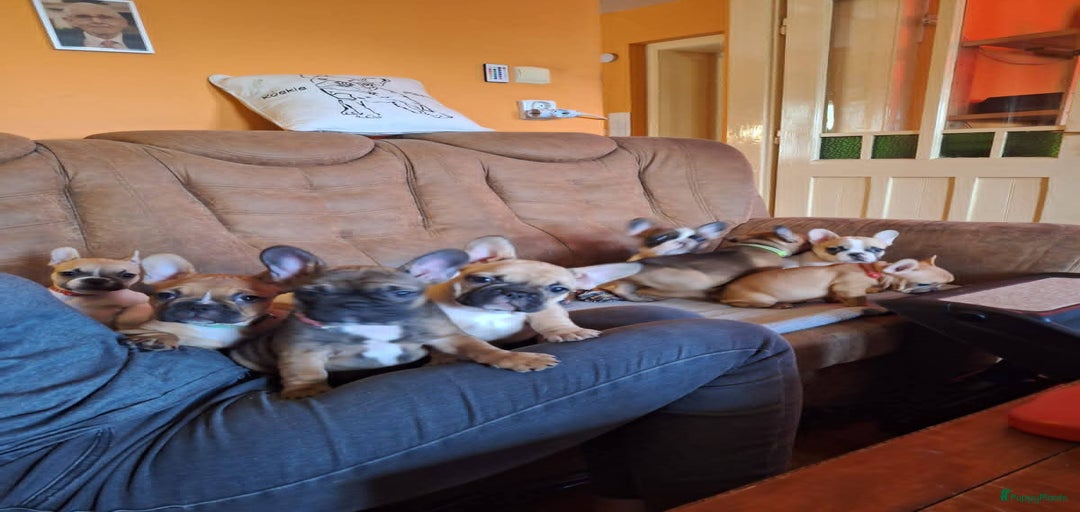 Galerij afbeelding {{count}}